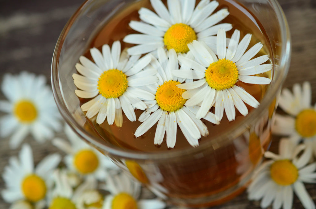 Chamomile – Bringing Rest to the Weary