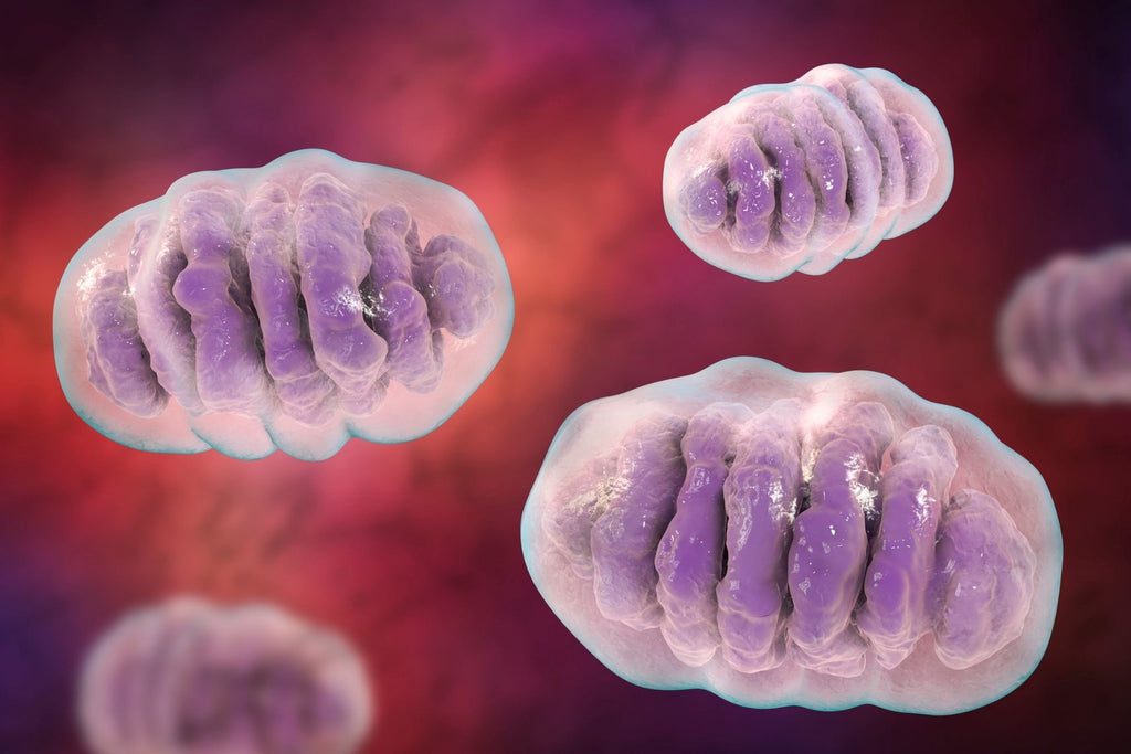 Mitochondrial Health and Energy