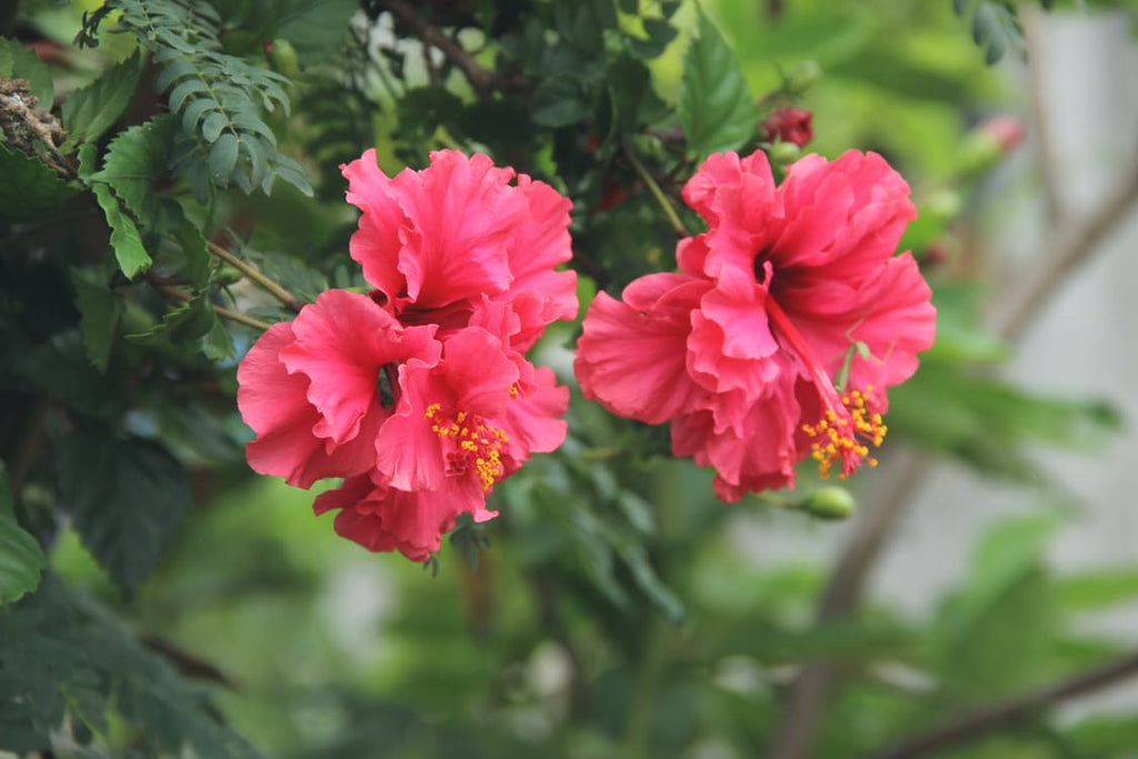 Hibiscus - Kidney Support and Beyond